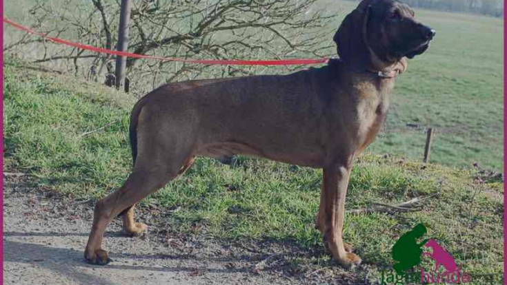 Finlay - Bayerische Gebirgsschweißhund